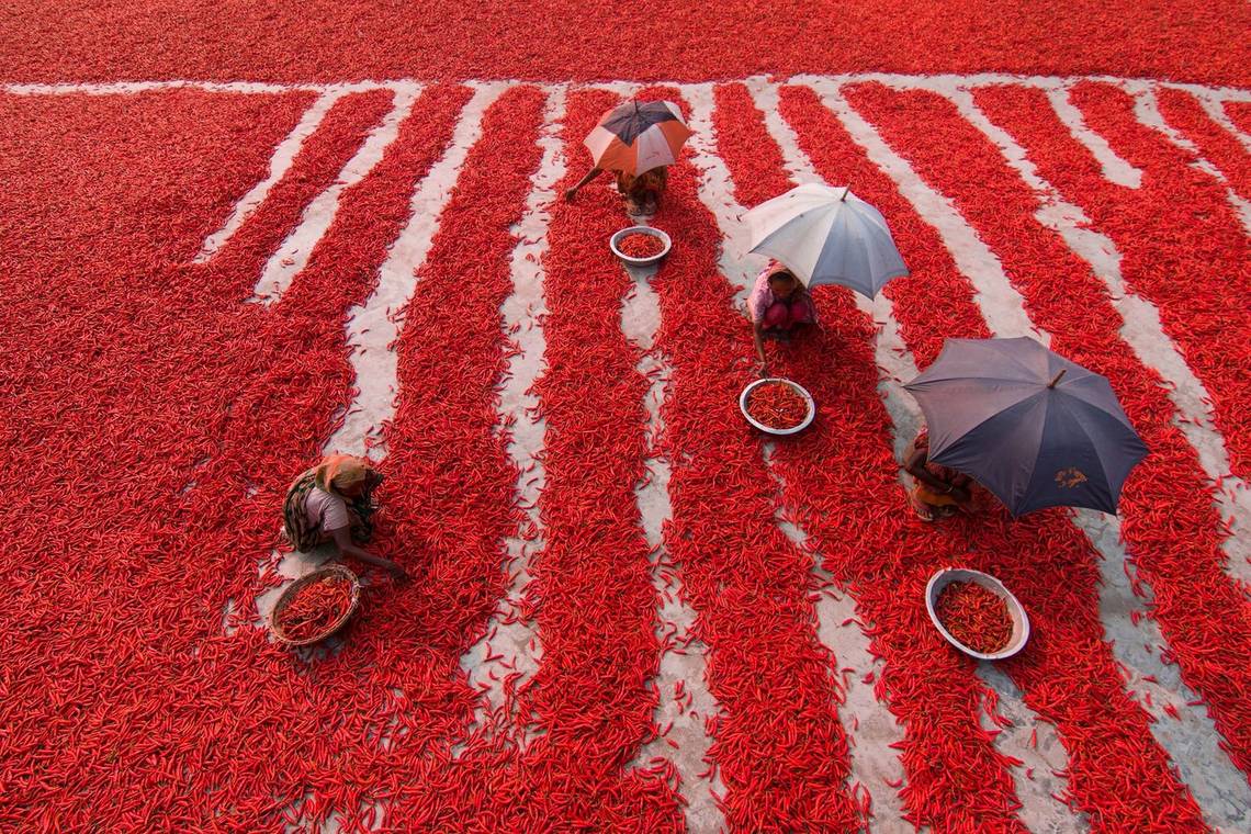 Chilli pickers in the Bogra district of Bangladesh, captured by Azim Khan Ronnie on 12 February 2017 on a Canon EOS 7D Mark II.